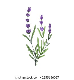 French lavender flower. Lavander, floral plant with lavanda blooms. Blossomed Provence lavandula drawing. Lavendar herb. Realistic botanical drawn vector illustration isolated on white background