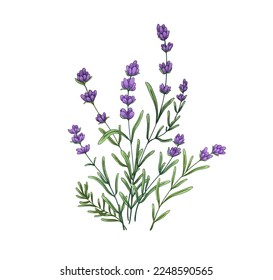 Flores de lavanda francesas. Razas de lavanda florecientes, planta de flores provenzales. Violet lavandula, dibujo botánico. Lavendar suave. Ilustración vectorial dibujada botánica realista aislada en fondo blanco