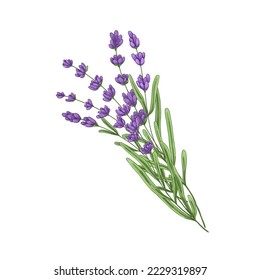 Flores de lavanda francesas. Dibujo botánico del grupo de flores de Provenza. Lavantro morado, hierba de plantas silvestres. Flor de lavandula, tallos, flora de campo. Ilustración vectorial dibujada aislada en fondo blanco