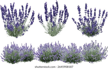French lavender Lavandula pedunculata isolated tree, Spanish Lavender herb, floral nature, aromatic plant, garden shrub, vector illustration, botanical.