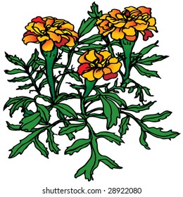 French marigold