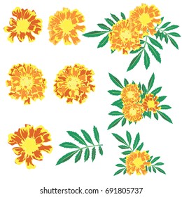 French Marigold design set. 5 blossom 1 leaf and 3 flower bouquet is vector for object.