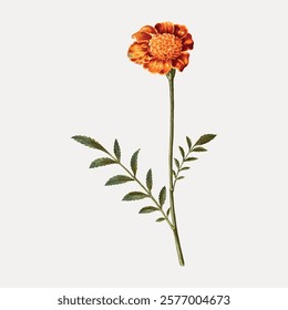 French marigold flower vintage illustration, vintage vector element. Flower plant. Vintage floral plant art, botanical drawing illustration, old floral botanical flower painting art print.