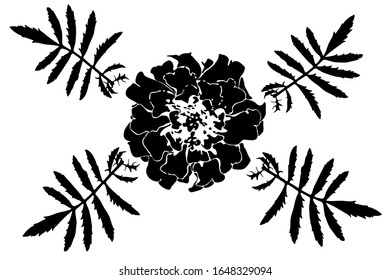 French marigold red flower. Tagetes patula floral bouquet, plant, leaf.
Vector black and white silhouette illustration.