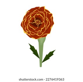 French marigold red flower. Tagetes patula floral bouquet, plant, leaf. Vector color illustration. Isolated on white background.
