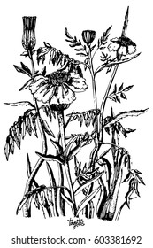 French marigolds (Tagetes patula) isolated on white. Drawing illustration.