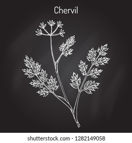 French parsley or garden chervil (Anthriscus cerefolium), spice and medicinal plant. Hand drawn botanical vector illustration