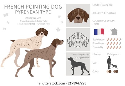 French pointing dog, Pyrenean type clipart. Different poses, coat colors set.  Vector illustration