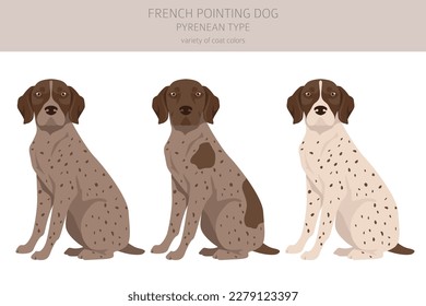 French pointing dog, Pyrenean type clipart. Different poses, coat colors set.  Vector illustration