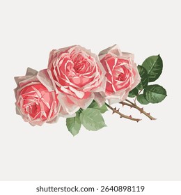 French rose vintage flower illustration by Paul de Longpre, vector element. 