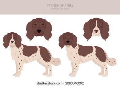 French spaniel clipart. Different poses, coat colors set.  Vector illustration