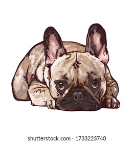 French-Bulldog.Vector Illustration. Can Be Use For T-shirt Design/Sticker Etc.