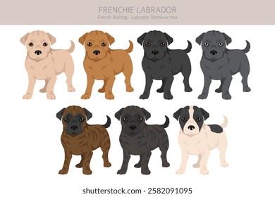 Frenchie Labrador clipart. French Bulldog - Labrador Retriever mix. All possible coat colors, breed information, adults and puppies.  Vector illustration