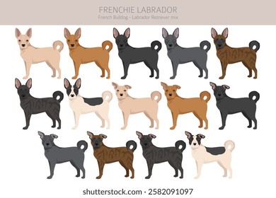 Frenchie Labrador clipart. French Bulldog - Labrador Retriever mix. All possible coat colors, breed information, adults and puppies.  Vector illustration