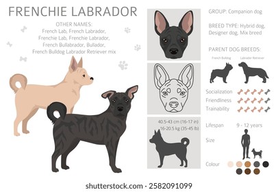 Frenchie Labrador clipart. French Bulldog - Labrador Retriever mix. All possible coat colors, breed information, adults and puppies.  Vector illustration