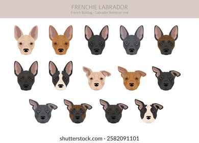 Frenchie Labrador clipart. French Bulldog - Labrador Retriever mix. All possible coat colors, breed information, adults and puppies.  Vector illustration