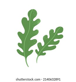 Fres arugula leaf. Rucola, garden rocket. Greens, leafy vegetable. Healthy veggie food. Ruccola herbs, seasoning. Flat vector illustration of rugula isolated on white background