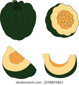 Fresh acorn squash vegetable set isolated on white background. Whole, half, cut and slice acorn squash. Des Moines squash or pepper squash icon. Best Vector illustration of vegetables.