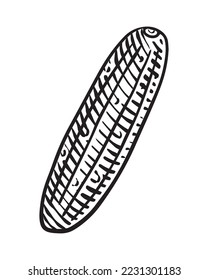 Fresh agricultural products harvested from the farm engraving_cucumber