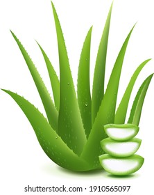 Fresh Aloe Vera Sliced Aloe Vera Isolated On White Background With Gradient Mesh, Vector Illustration