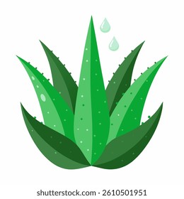 fresh Aloe Vera vector icon on white background