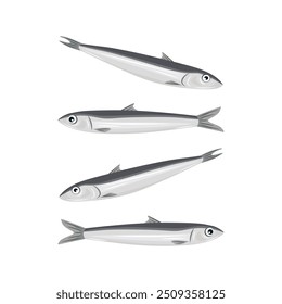 Vector de anchoas frescas. Anchoa Namhae coreana.