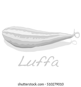 Fresh Angled luffa fruits vector isolated on white background