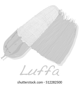 Fresh Angled luffa fruits vector isolated on white background