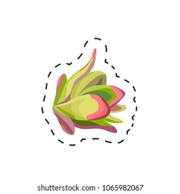 Fresh appetizing vegetable for cafe, restaurant or shop element. Cabbage. Vector illustration of vegetable sticker