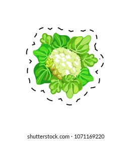 Fresh appetizing vegetable for cafe, restaurant or shop element. Cabbage. Vector illustration of vegetable sticker