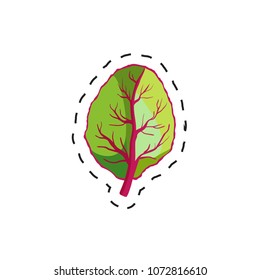Fresh appetizing vegetable for cafe, restaurant or shop element. Leaves of lettuce. Vector
