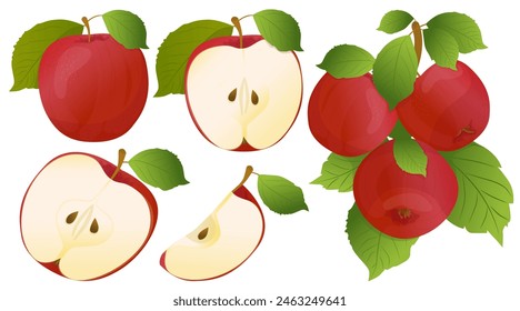 Fresh apple, apple fruits on a branch, apple with leaves and slices. Label, banner advertising element. Vector illustration. Printing on fabric, paper, cards