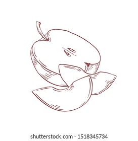 Fresh apple half hand drawn vector illustration. Raw fruit slices isolated clipart on white background. Healthy nutrition, organic and eco product. Ripe apple slice with seed realistic design element.