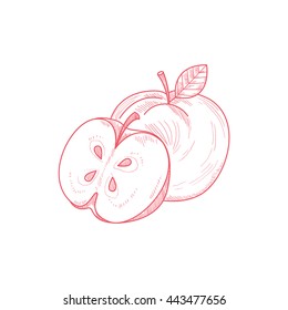 Fresh Apple Hand Drawn Artistic Vector Illustration In Trendy Sketch Style On White Background