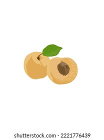 fresh apricot fruit object vector