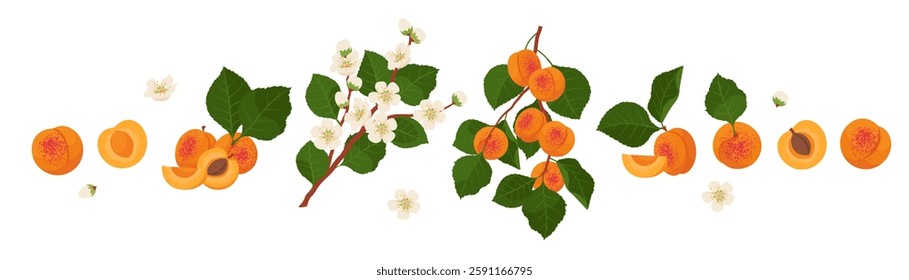 Fresh Apricot fruits, Blossom Apricot twigs, and slices of Apricot set. Vitamin Fruit. Vector illustration in flat style, isolated on a white background