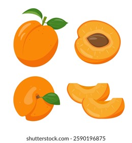 Fresh apricot fruits icons. Whole apricots, half apricot and pieces. Organic fruit for juice, smoothie or vitamin healthy food. Vector illustration isolated on white background.