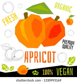 Fresh apricot fruits organic vegan food vector hand drawn illustrations