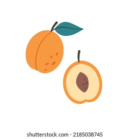 Fresh apricot with apricot half. Summer fruit. Farming, harvesting. Healthy and organic food. Vector illustration in flat style