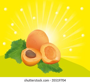 Fresh apricot juicy fruit, vector illustration