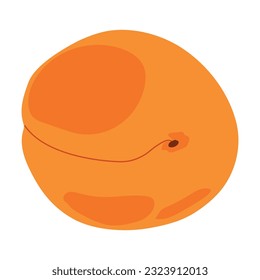 Fresh apricot on a white background. Vector. Summer orange fruit. Flat style illustration for packaging juice, jam.