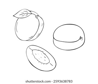 Fresh apricot set, and sliced apricot. Fresh fruit doodle illustration isolated on white. 