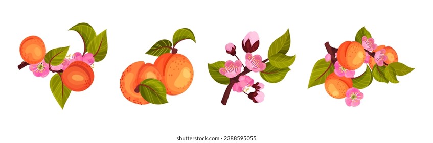 Fresh Apricot Tree Branch as Garden Plant Vector Set