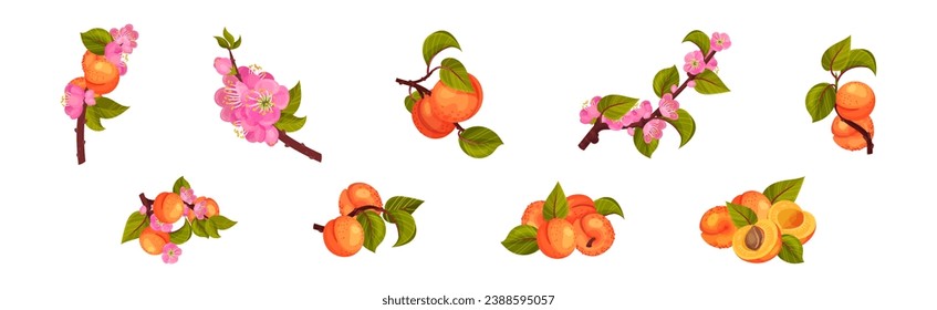 Fresh Apricot Tree Branch as Garden Plant Vector Set