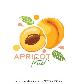 fresh apricots fruit vector illustration