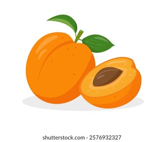 Fresh apricots fruits. Whole and half Apricot. Organic apricot fruit for juice, smoothie or vitamin healthy food and dessert. Vector icon illustration isolated on white background.