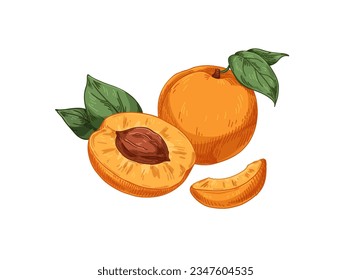 Albaricoques frescos y dibujo de hoja, vintage. Fruta, trozo de cuña, corte medio con semilla, grano y comida completa en un estilo retro detallado. Ilustración vectorial dibujada a mano realista aislada en fondo blanco