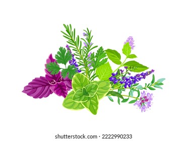 Fresh aromatic herbs and spices isolated on white background. Vector cartoon illustration.