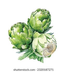 Fresh Artichoke isolated on white background watercolor illustration, watercolor illustration, vector, fresh
