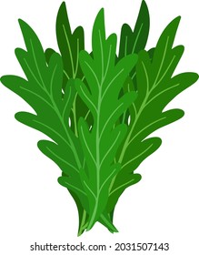 Ilustración vectorial de arugula fresca. Arúgula vegetariana y dietética. Comida fresca y orgánica. Ingrediente vegetariano para ensalada	